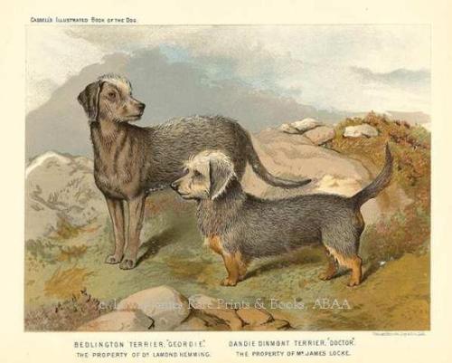 The Illustrated Book of the Dog by Vero Shaw. 1880. Chromolithograph. Cassell, Petter, Galpin Co., L