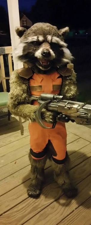 kidskullomania:  Hands Down, Arguably the BEST Rocket Raccoon Costume I have ever seen, and maybe the best Halloween costume of 2015.made entirely from scratch by TheRPF member and propmaker-mom “cborchardt82  ″, she began working on it when her 5