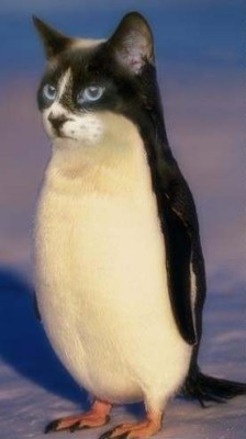 crashcats:  Happy penguin awareness day.