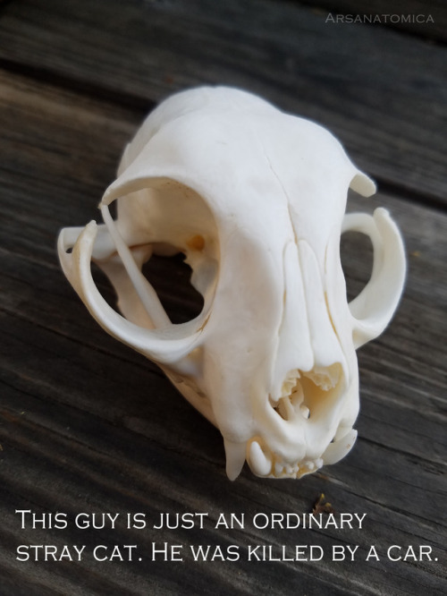 therestlesswitch: formaldehund: arsanatomica: Bones are interesting because you can sometimes read t