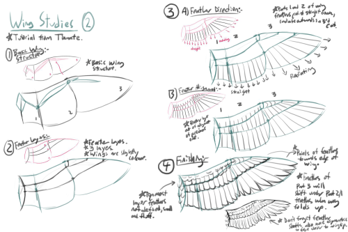 Wednesday UpdateBird wing anatomy practice from earlier in the month. I had to draw bird wings in a 