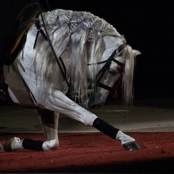 #Beautiful #Horse #Dressage #Bow #Instaphoto