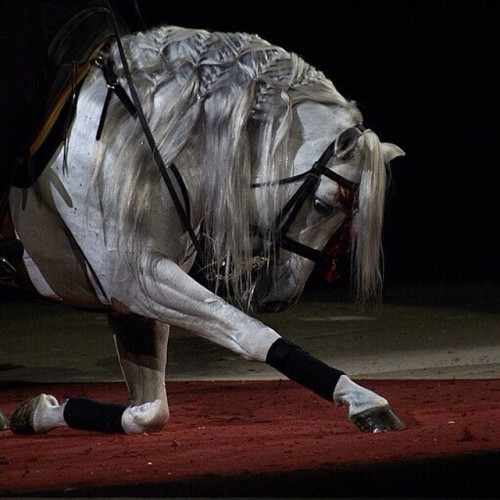 #beautiful #horse #dressage #bow #instaphoto adult photos