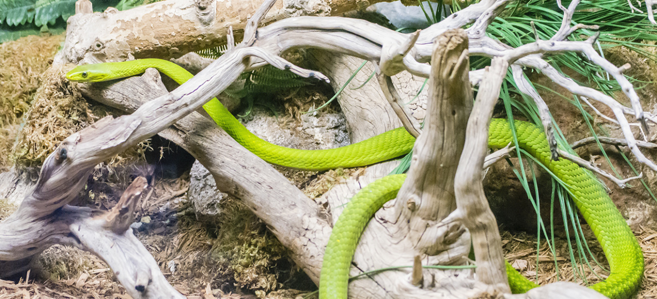 ramblesnoots:
“ Eastern Green Mamba (Dendroaspis angusticeps)
Taken at ABQ Biopark - Zoo.
”