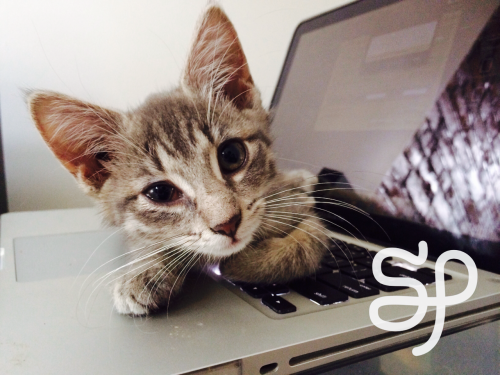 SIGNAL BOOST - This cutie needs a home.scratchingpad:Little gray Maine Coon kitten looking for a lov