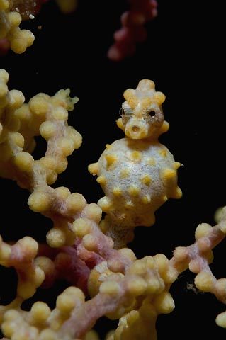 So I’ve just seen an adorable freak of nature. This, my friends, is the Pygmy Seahorse. These cuties rarely grow larger than 2.5cm. that’s about a third of the size of your thumb. When a baby pygmy seahorse is born, the current sweeps them