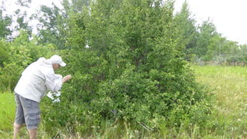 Saskatoon berry picking. Photo By Barbara Bickel