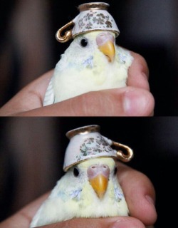 andycandy45:  If you’re having a bad day, here’s a parakeet in a teacup hat.   ❤