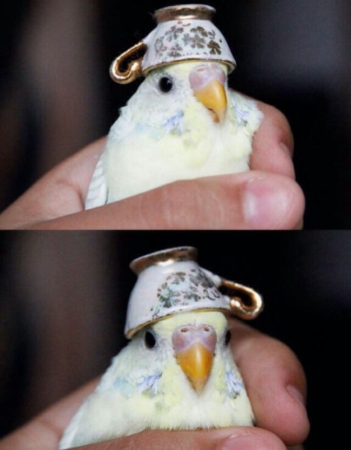 andycandy45:If you’re having a bad day, here’s a parakeet in a teacup hat.