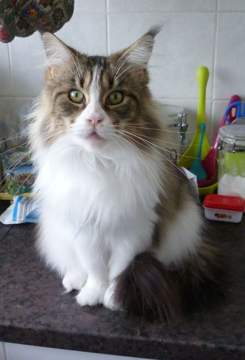 heartoferebor: [image caption: frontal picture of a giant cat-shaped fluffmonster (aka Maine Coon) w