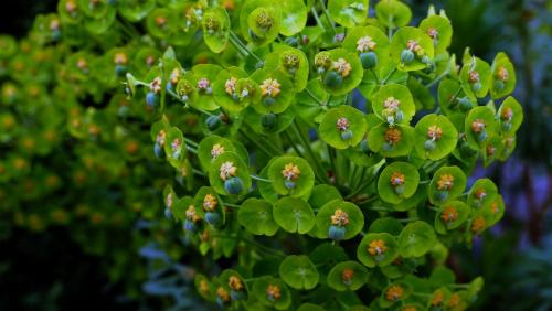 Euphorbia.