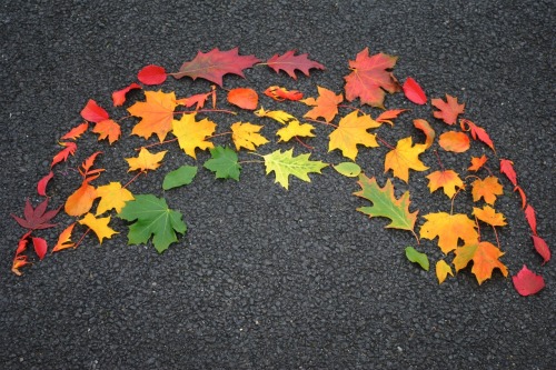 XXX nubbsgalore:  the autumnal colour spectrum photo