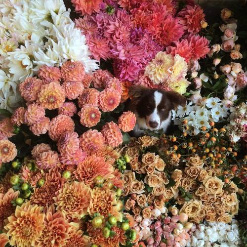 floralls: Dash and flowers  by  jardinebotanic