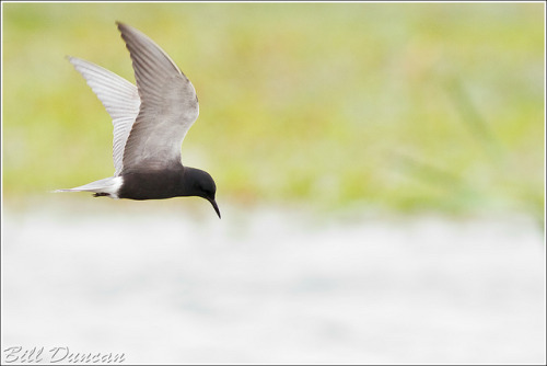 Black Tern by Ozark Bill on Flickr.