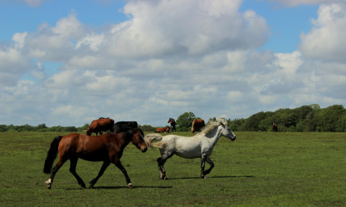 Wild Ponies by Malene_Holst_Christensen Wild ponies of New Forest, England June 19, 2014 at 1:13PM