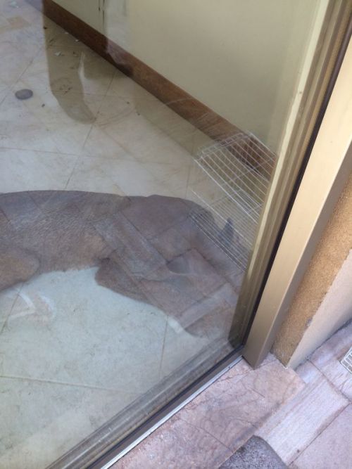 pangeachasmata:unexplained-events:CatCougar breaks into man’s house and….destroys his b