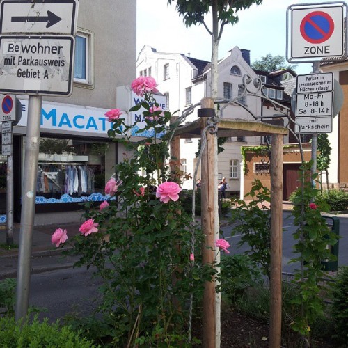 Straenszene In #Witten - Sind Wir Nicht Alle Irgendwo BEwohner? ;-) 7.6.15 #latergram #roses (en Knuts)