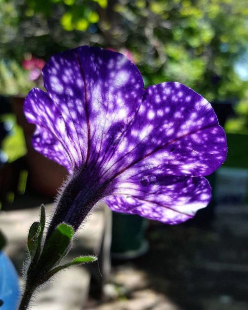 sixpenceee:  Known as Petunia cultivars, Night Sky Petunias are a deep purple flower that’s characterized by the unique patterns on their petals. Much like their name suggests, these mesmerizing plants bloom to reveal a stunning plethora of white stars