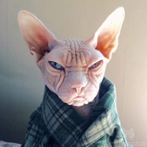 herepet: Source: instagram.com, kittenpros From @loki_the_sphynx: “” #catsofinstagram . 