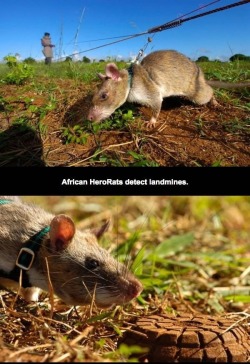 tall-soy-latte:  morseapple:  theinturnetexplorer:  Hero Rats  @jitterbugjive  THEY’RE SO CUTE AND GOOD AND SMART AND HAVE JOB 