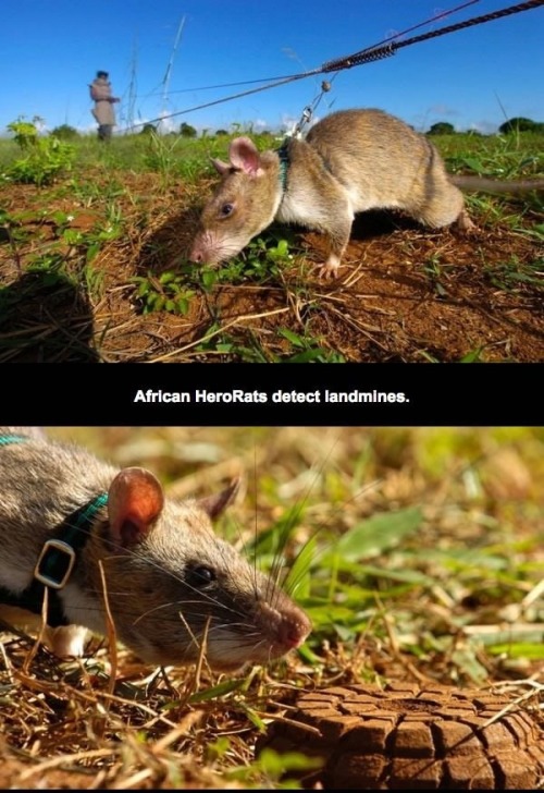 mylittleredgirl: jack-of-none:  tall-soy-latte:  morseapple:  theinturnetexplorer:  Hero Rats  @jitt