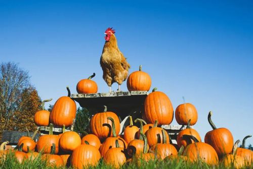 smallfarmfamilyOctober is for the Buff Orpingtons 