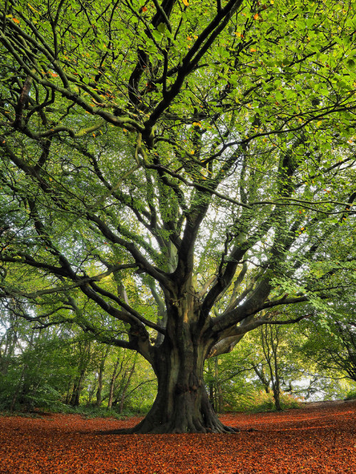 drxgonfly:Big old beech (by Tim Gardner pics)