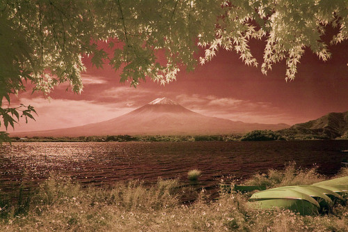 Infrared View of Mt. Fuji Across Kawaguchi Lake by aeschylus18917 on Flickr.