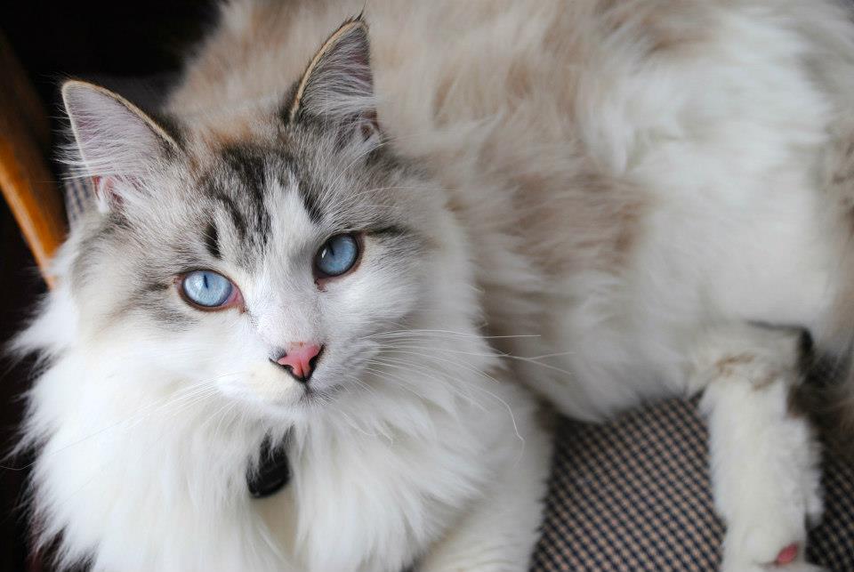 fuckyeahcats:  my beautiful boy by: imthatmentalgirl http://imthatmentalgirl.tumblr.com