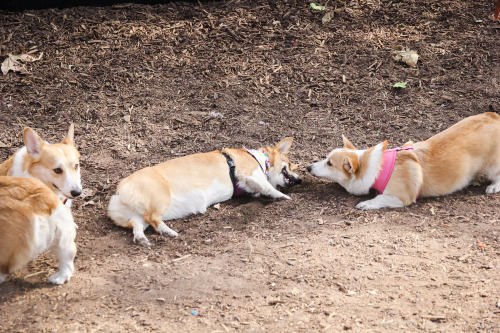 gatsbyadventures:  We often talk about how perfect it is that Scout is named after Jean Louise “Scout” Finch. Much like Scout the literary character, Scout the corgi prefers to hang with the boys and can out-mud/out-dirty them any day.