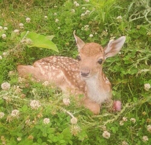Deer And Fawns