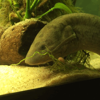 madsciences:goldfishgalaxy:Linneaus illustrates how lungfish obtain their food via suction and you c