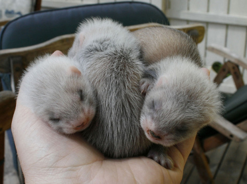 ferretsof:  hajandradeye:   FYI, Baby Ferrets Are Really Cute  Omg ❤️❤️❤️❤️❤️ 