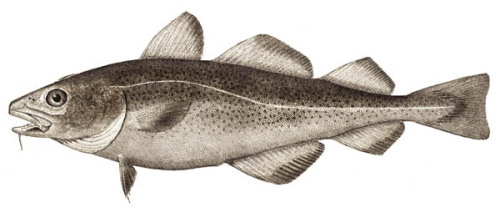 peashooter85: The Third Icelandic Cod War Ever since the 1950’s Iceland and the UK have had a 