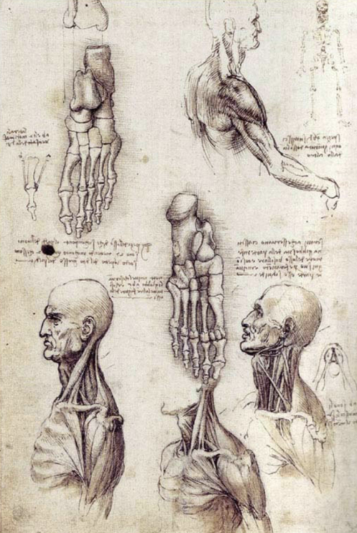 Sex sixpenceee:  Leonardo Da Vinci’s original pictures