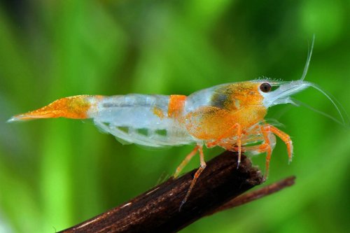 aquatictimes: Endless list of aquatic creatures I’d love to keep: 19. Neocaridina Heteropoda var. or