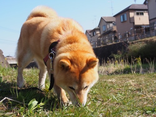 shibainu-komugi:今日の柴犬の小麦さん #shiba #dog #komugi #柴犬 #shibainu