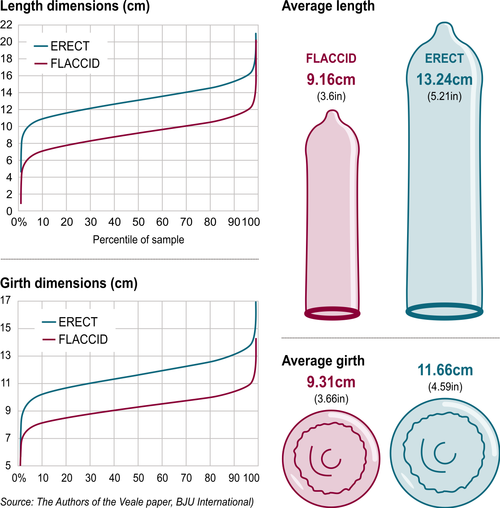 Study on penises reveals the average size ... and it's smaller than you think  - Telegraph