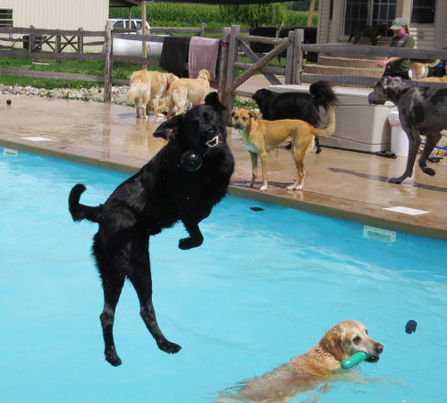 cubebreaker: Thanks to the recent addition of their own 21x41ft pool, dogs at Lucky Puppy in Maybee,