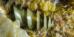 rhamphotheca:  The Horn Shark Egg Case by