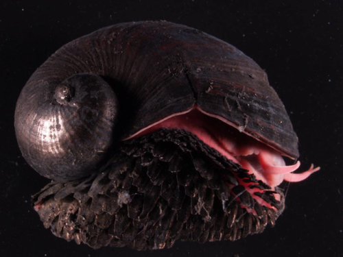 IRON SNAIL IS THE FIRST DEEP-SEA SPECIES TO BE ENDANGERED DUE TO...