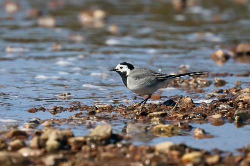 White wagtail/sädesärla.