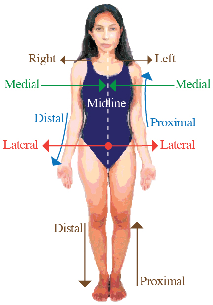 Learn basic medical terminology!