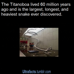 zephyrantha:  ultrafacts:  Source For more posts like this, follow the Ultrafacts Blog!  I watched a documentary about this, and the first one they found was 48 feet long. Then they found some bigger ones. Also, that life size model is of the Titanoboa