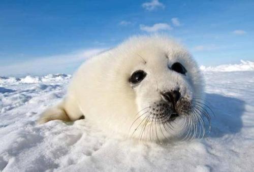 baby harp seal