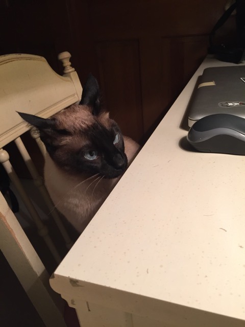 inonibird:  The return of Mickey and Leo! (Dad & stepmom’s Siamese cats)…they REALLY enjoy sleeping on me/my bed.Also, bonus cat from elsewhere:The cat is NOT out of the bag, I repeat, NOT out of the bag. :P