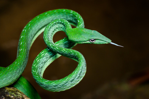 Rushen aka Rushenb (Kurdish-Swedish-Thai) - Ahaetulla Prasina, Oriental Whipsnake aka Asian Vine Sna