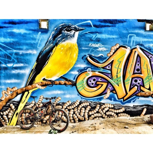 geot74:  El #Canario #StreetArt #Graffitti #GranCanaria #Specialized #Sworks #BikeGC #Enduro #mtb #r