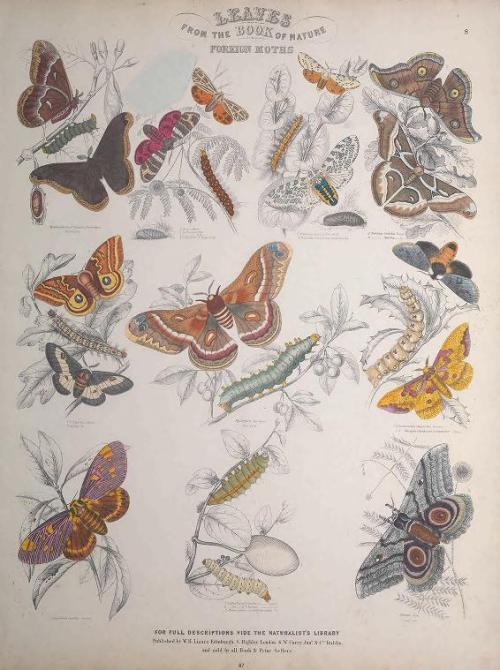 heaveninawildflower: Engravings of Lepidoptera taken from ‘Leaves from the Book of Nature&rsqu