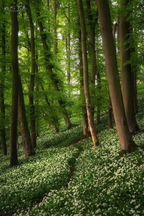  Lush forest by Martin Podt